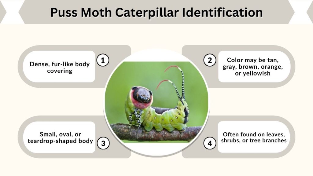 Puss Moth Caterpillar Identification