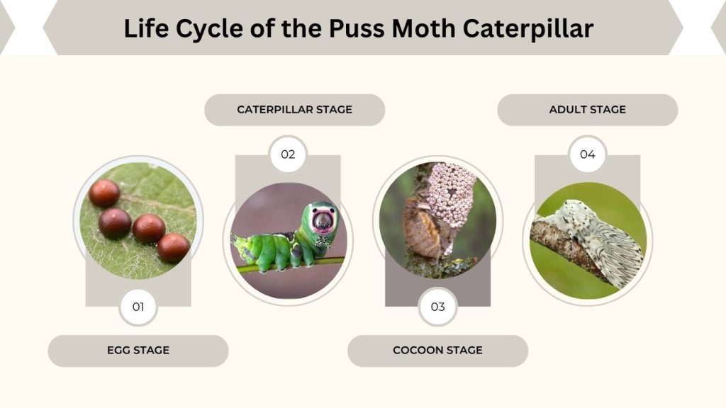 Life Cycle of the Puss Moth Caterpillar