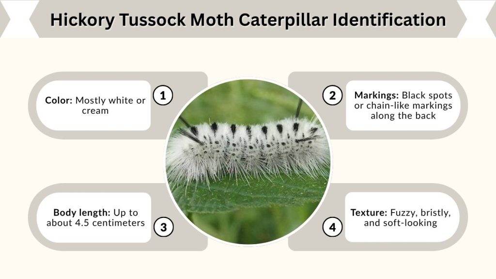 Hickory Tussock Moth Caterpillar Identification