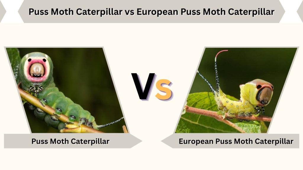 Puss Moth Caterpillar vs European Puss Moth Caterpillar