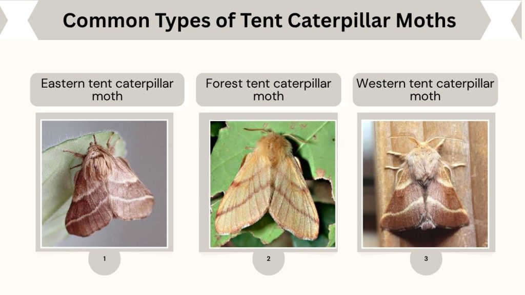 Common Types of Tent Caterpillar Moths