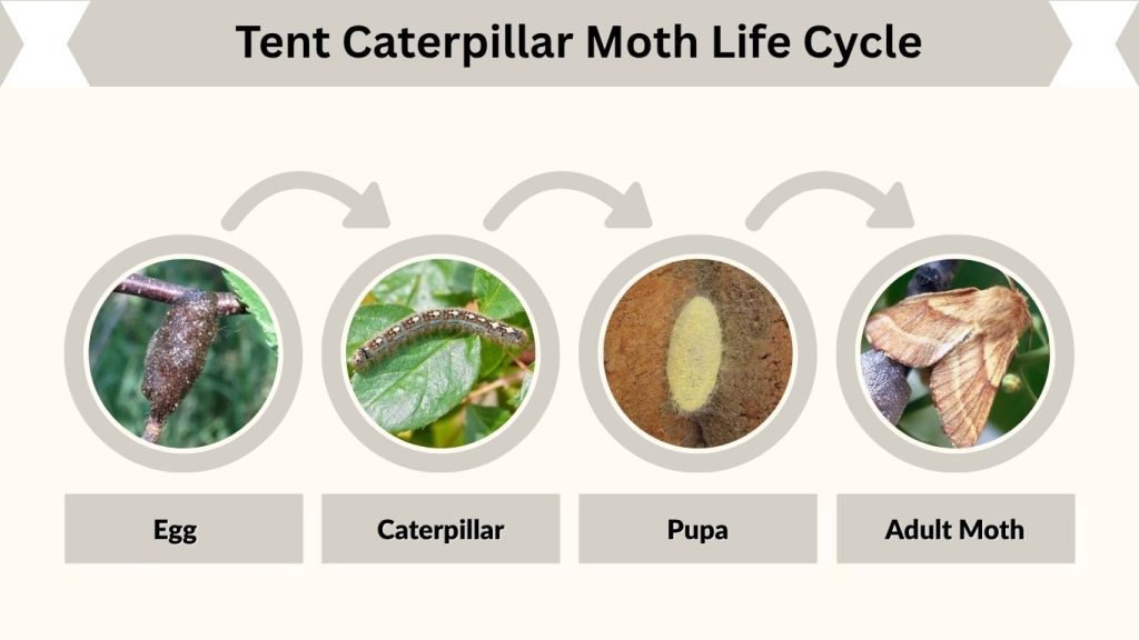 Tent Caterpillar Moth Life Cycle