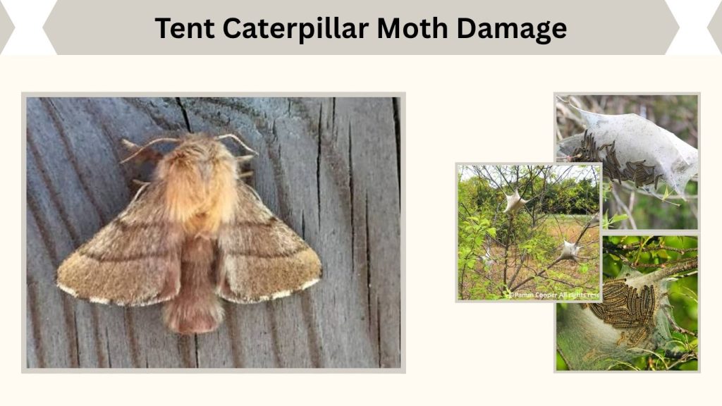 Tent Caterpillar Moth Damage