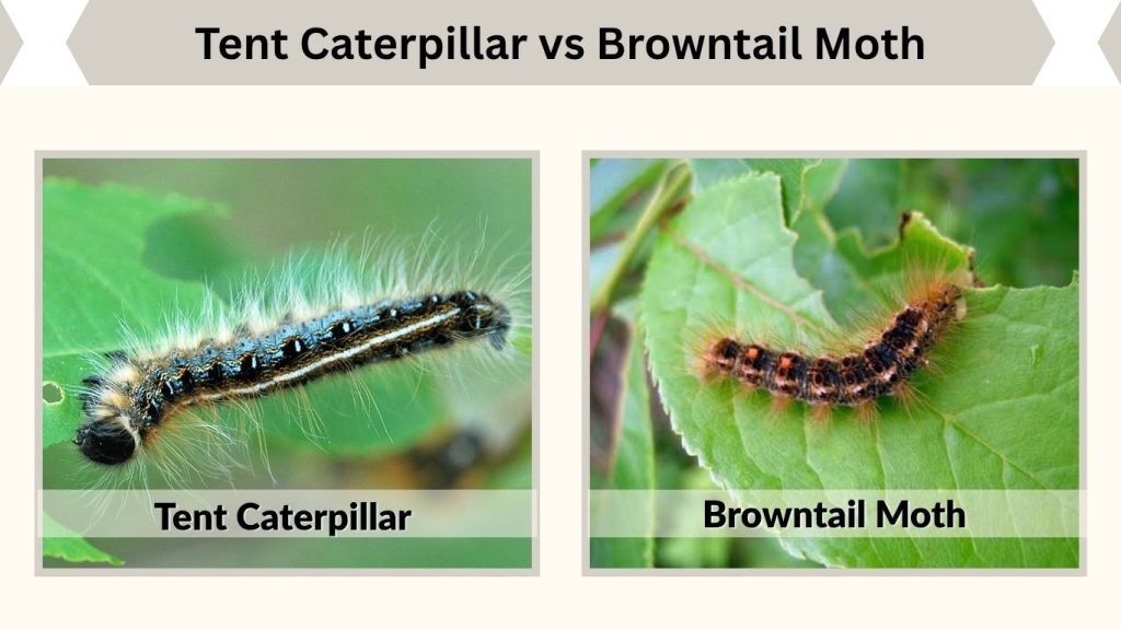 Tent Caterpillar vs Browntail Moth
