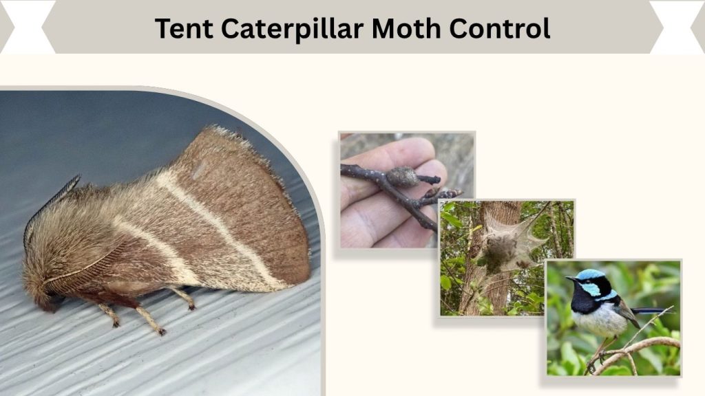 Tent Caterpillar Moth Control
