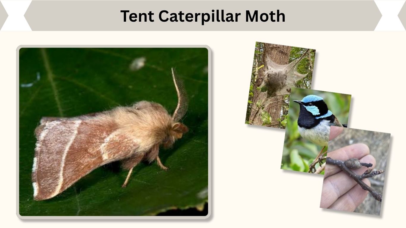 Tent Caterpillar Moth: Life Cycle, Damage, Control and Facts