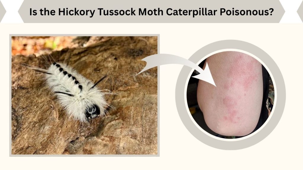 Is the Hickory Tussock Moth Caterpillar Poisonous?