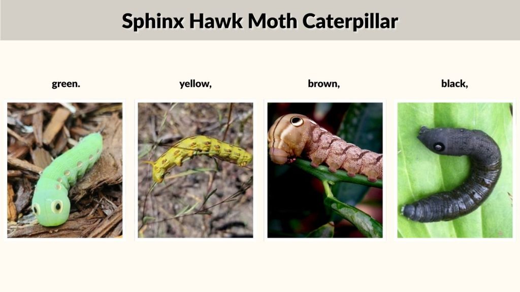 Sphinx Hawk Moth Caterpillar