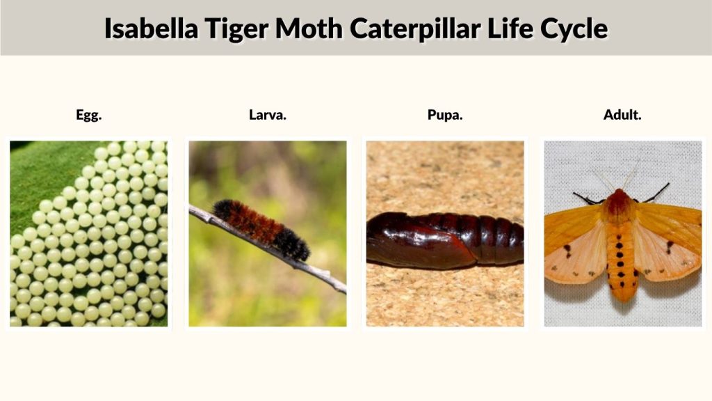 Isabella Tiger Moth Caterpillar Life Cycle