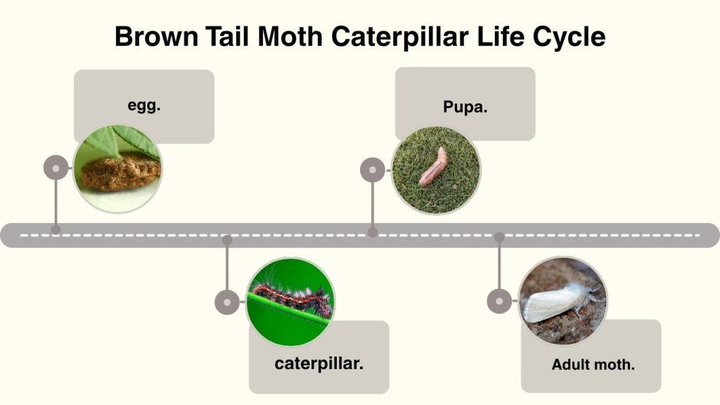 Brown Tail Moth Caterpillar Life Cycle