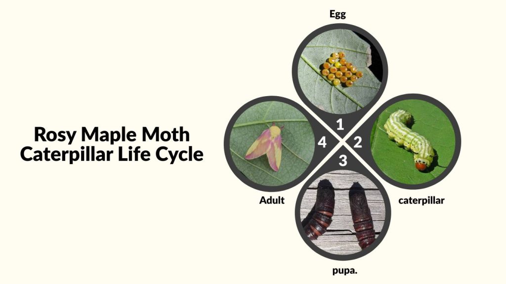 Rosy Maple Moth Caterpillar Life Cycle