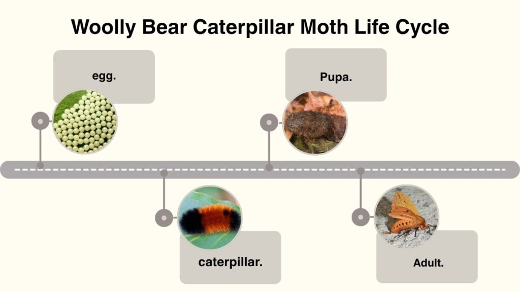 Woolly Bear Caterpillar Moth Life Cycle