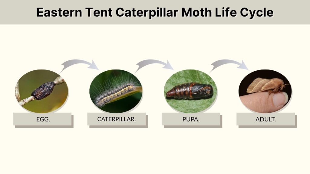 Eastern Tent Caterpillar Moth Life Cycle