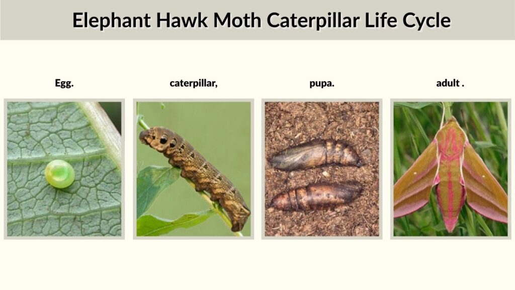 Elephant Hawk Moth Caterpillar Life Cycle