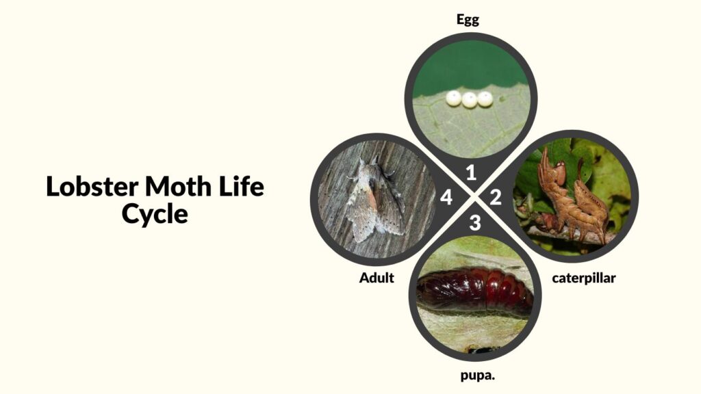 Lobster Moth Life Cycle