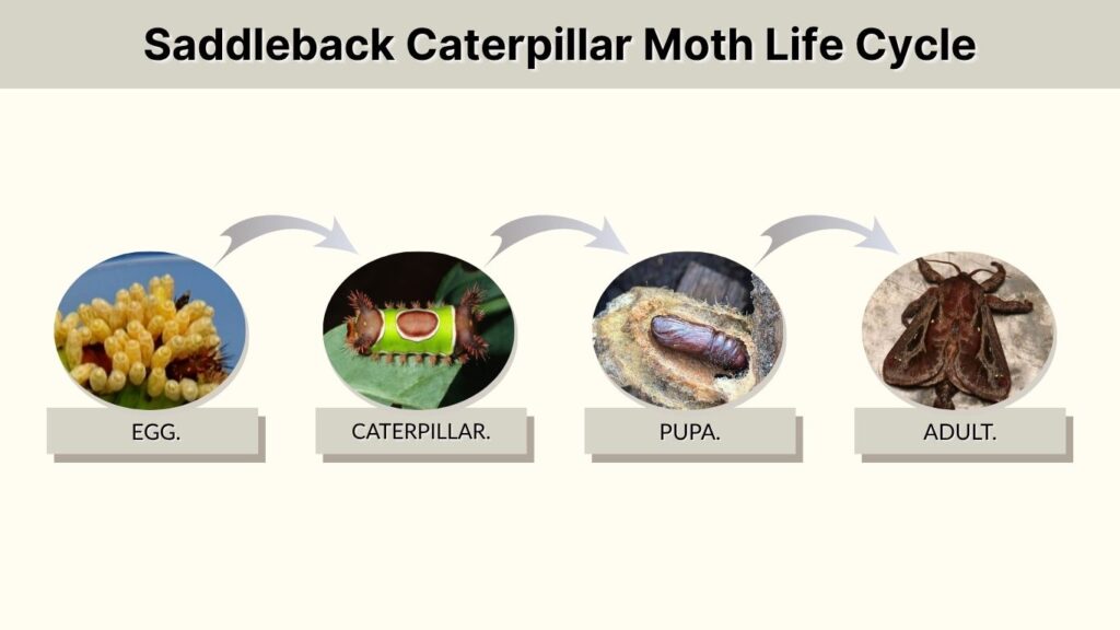 Saddleback Caterpillar Moth Life Cycle