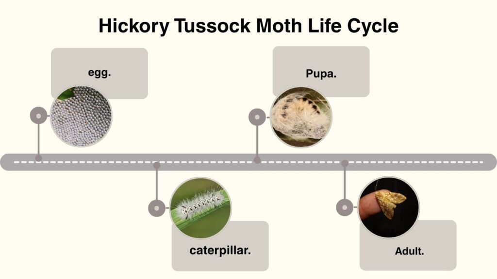 Hickory Tussock Moth Life Cycle