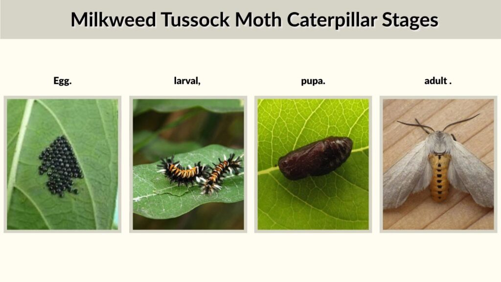 Milkweed Tussock Moth Caterpillar Stages