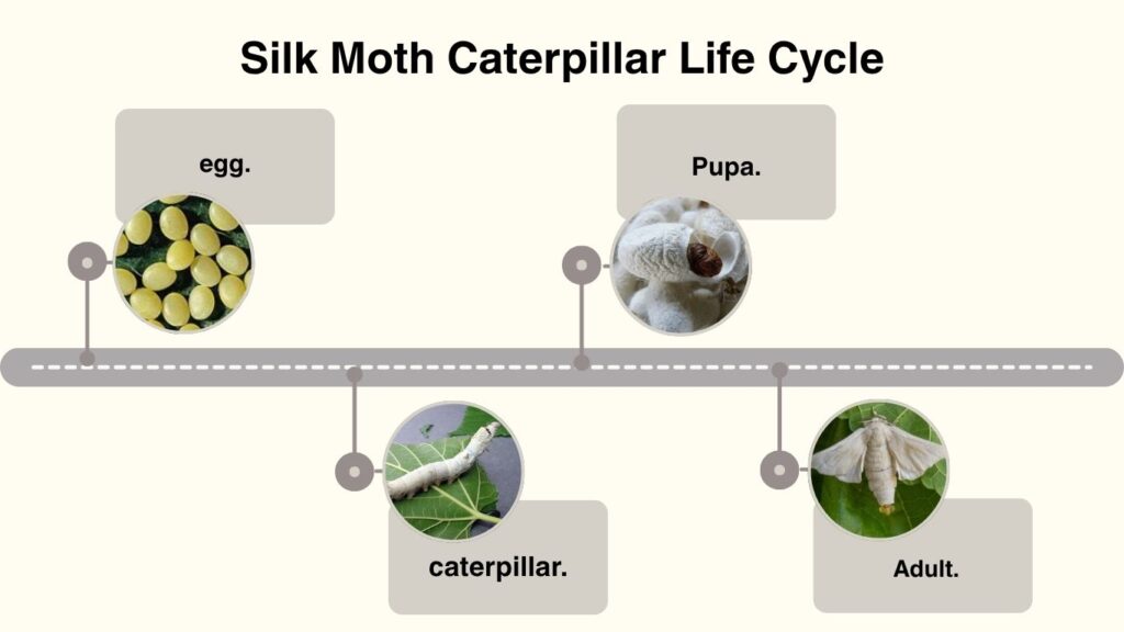 Silk Moth Caterpillar Life Cycle