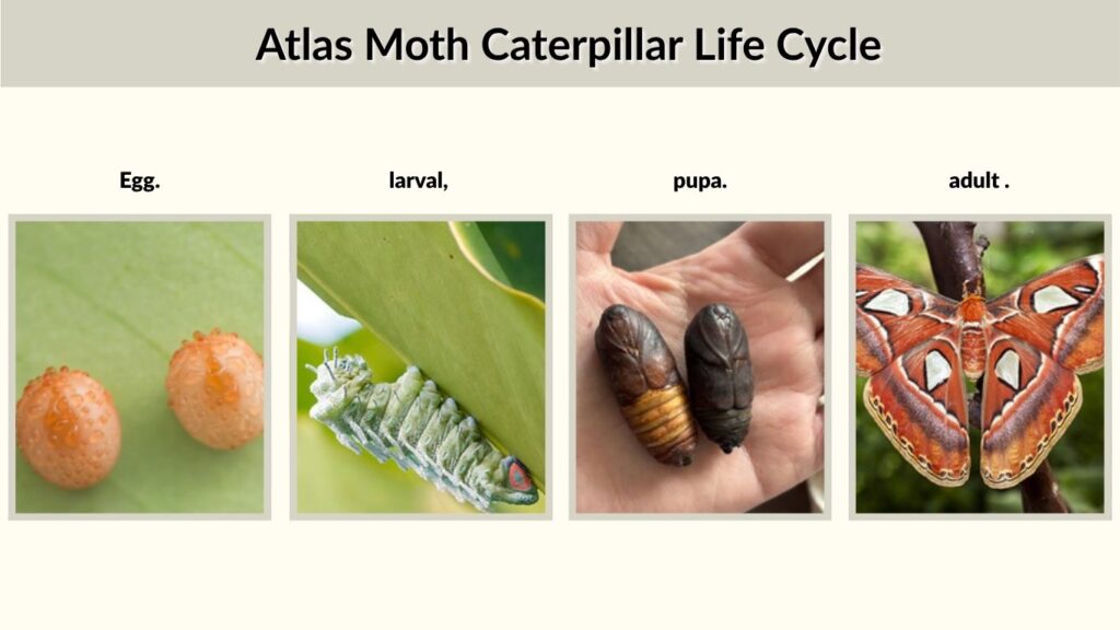 Atlas Moth Caterpillar Life Cycle