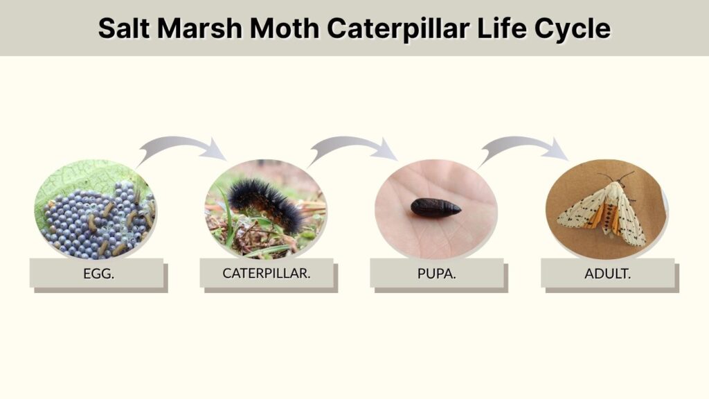 Salt Marsh Moth Caterpillar Life Cycle