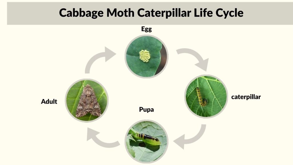 Cabbage Moth Caterpillar Life Cycle