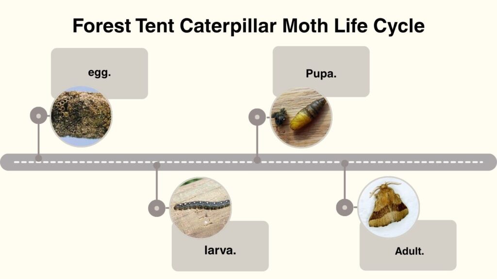 Forest Tent Caterpillar Moth Life Cycle