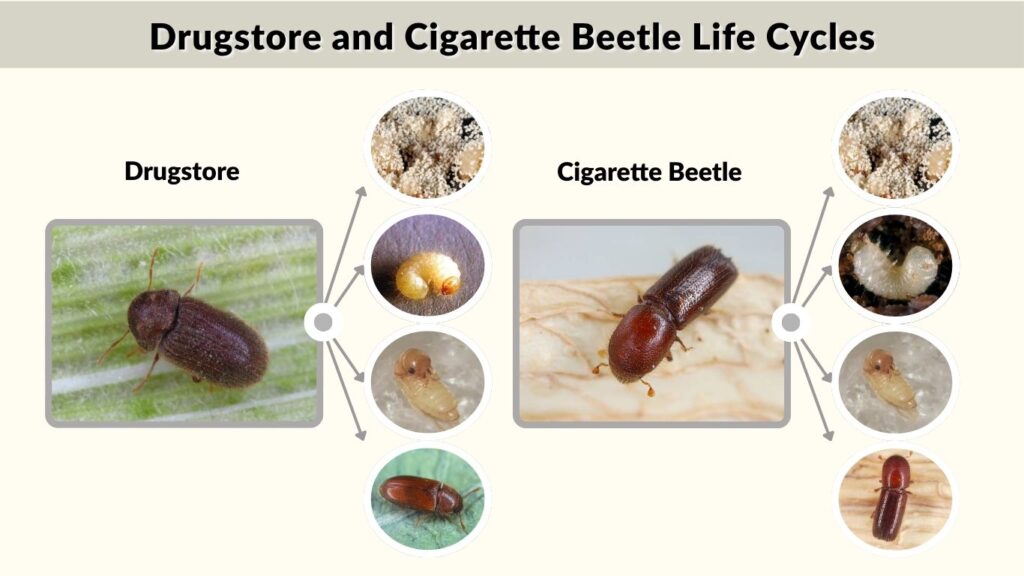 Drugstore and Cigarette Beetle Life Cycles