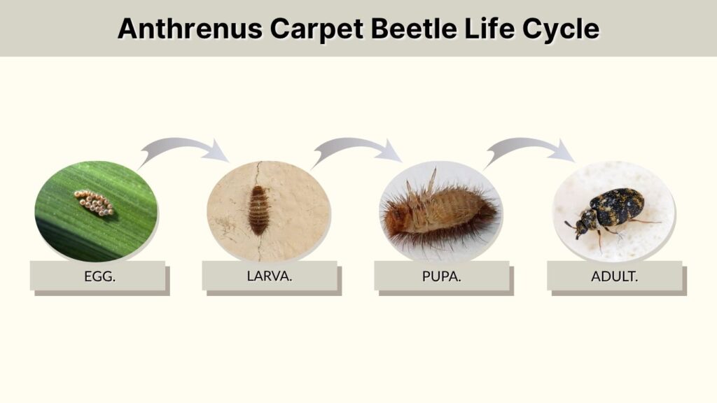 Anthrenus Carpet Beetle Life Cycle