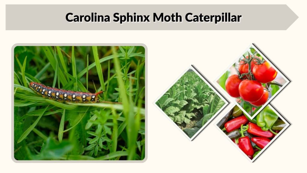 Carolina Sphinx Moth Caterpillar
