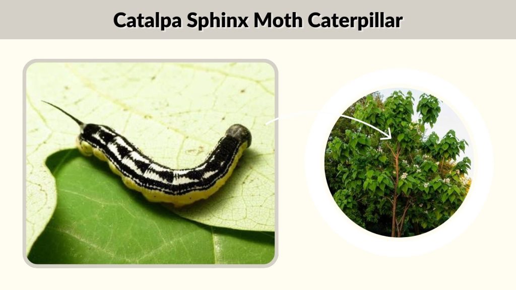 Catalpa Sphinx Moth Caterpillar