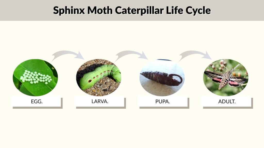 Sphinx Moth Caterpillar Life Cycle