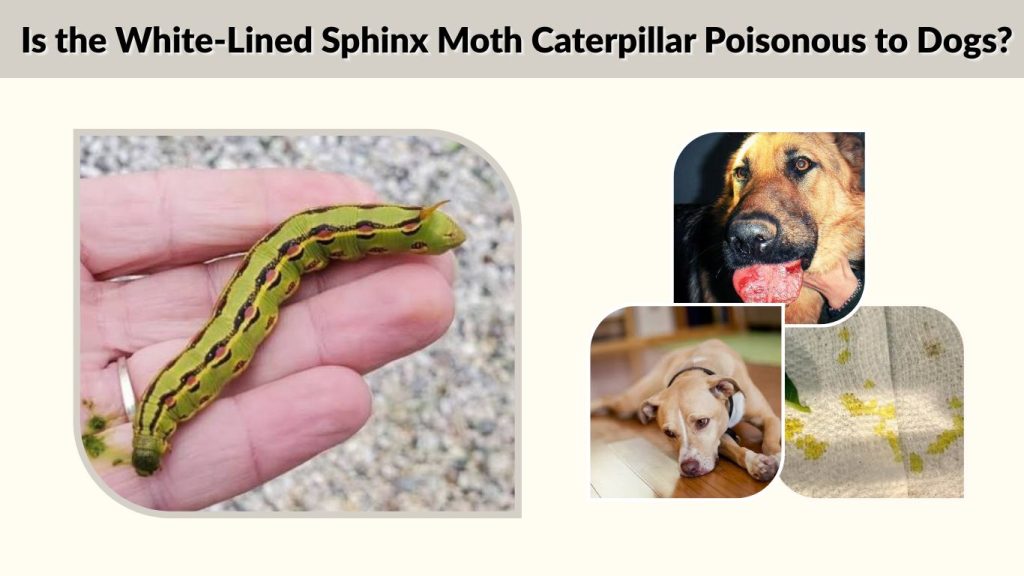 Is the White-Lined Sphinx Moth Caterpillar Poisonous to Dogs?