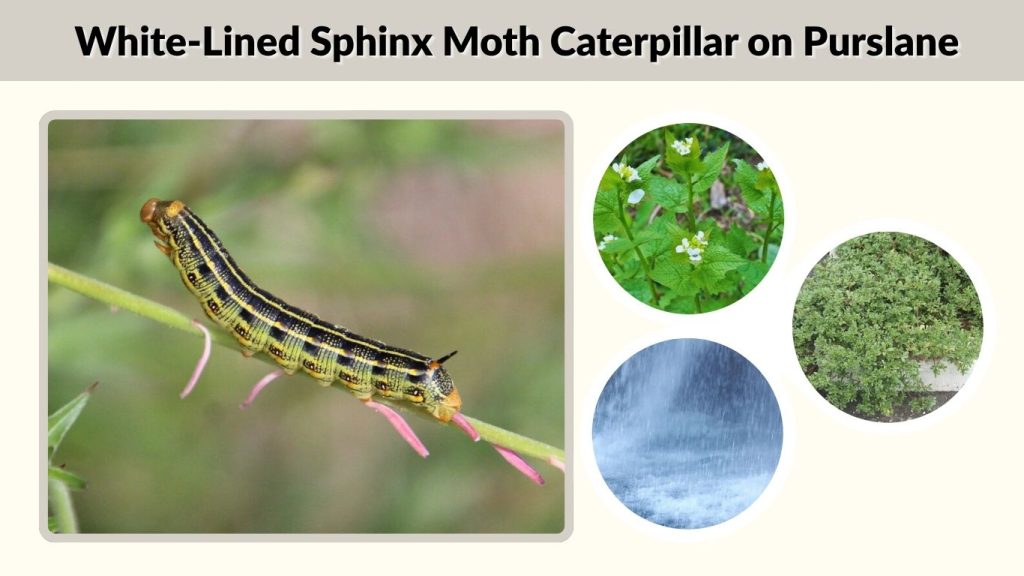 White-Lined Sphinx Moth Caterpillar on Purslane