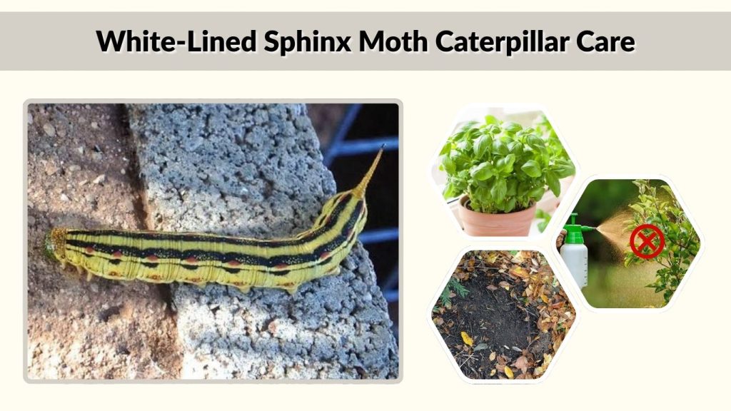 White-Lined Sphinx Moth Caterpillar Care