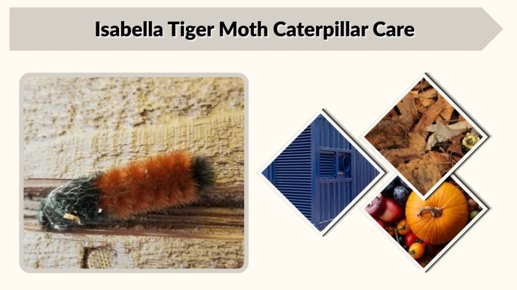 Isabella Tiger Moth Caterpillar Care