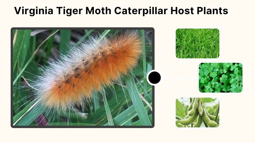 Virginia Tiger Moth Caterpillar Host Plants