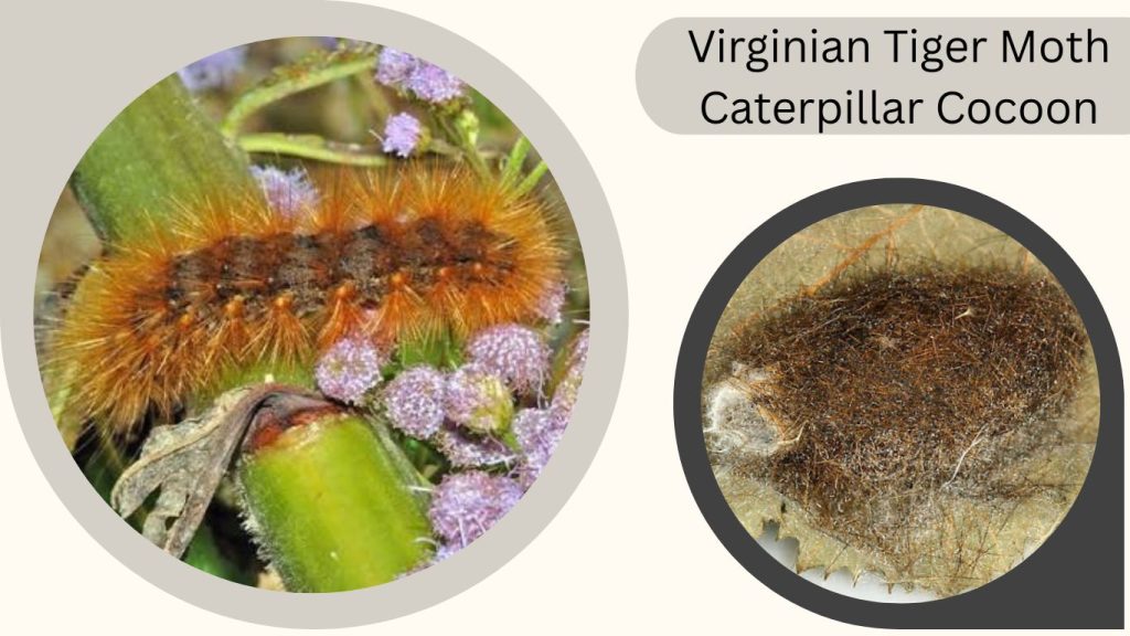 Virginian Tiger Moth Caterpillar Cocoon