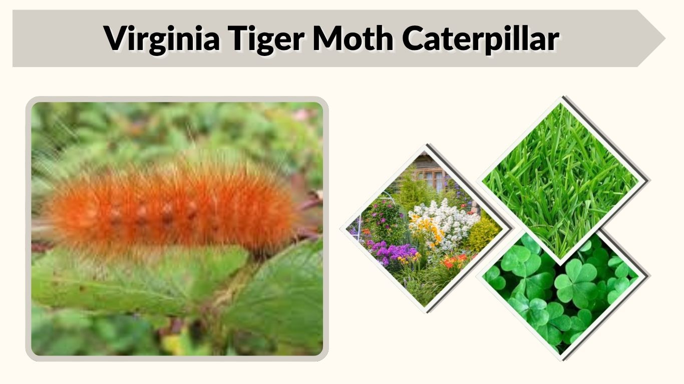Virginia Tiger Moth Caterpillar: Host Plants and Life Cycle