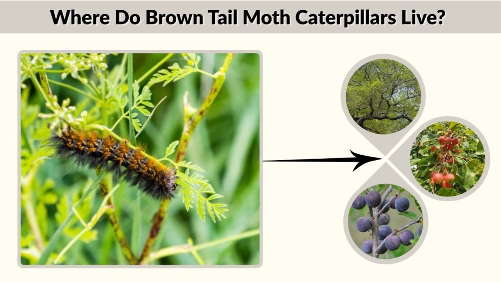 Where Do Brown Tail Moth Caterpillars Live?