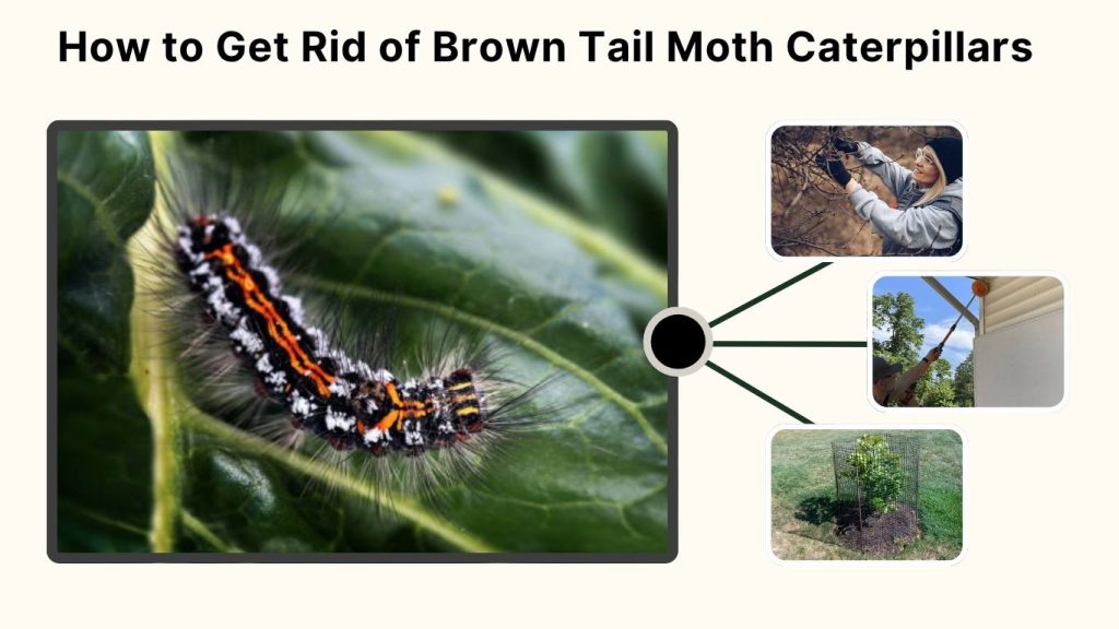 How to Get Rid of Brown Tail Moth Caterpillars