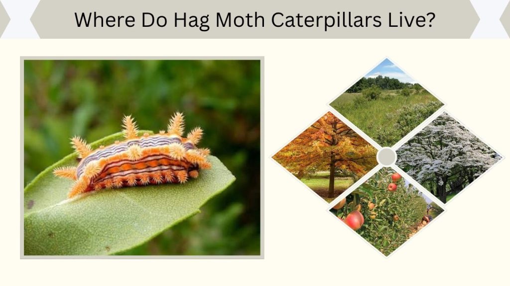 Where Do Hag Moth Caterpillars Live?