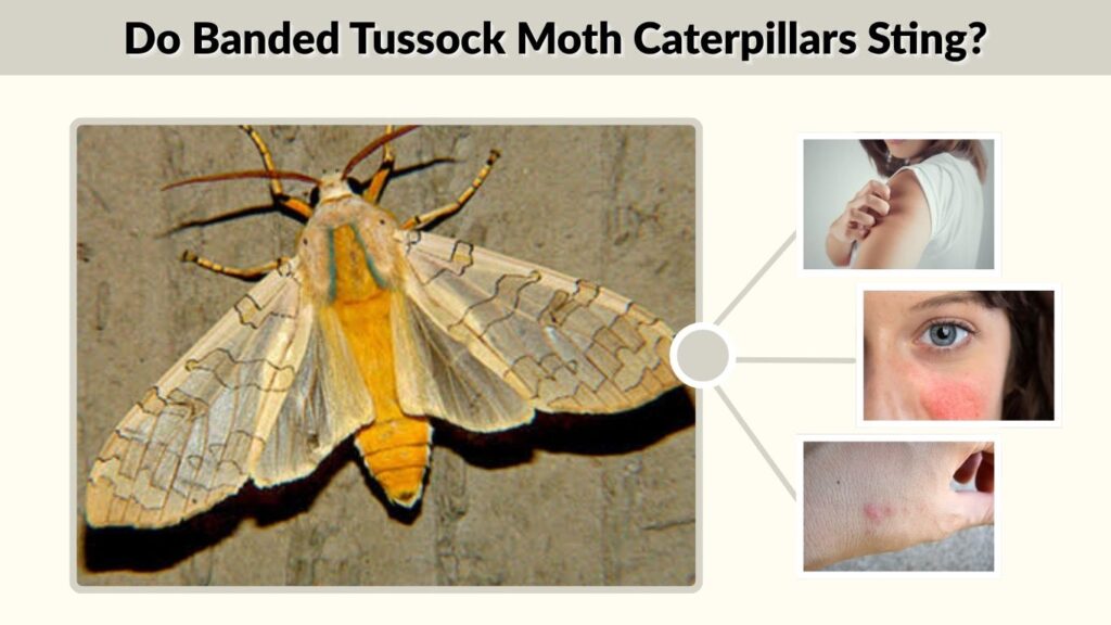 Do Banded Tussock Moth Caterpillars Sting?