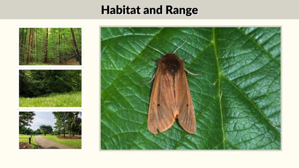 Habitat and Range