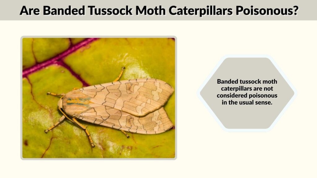Are Banded Tussock Moth Caterpillars Poisonous?