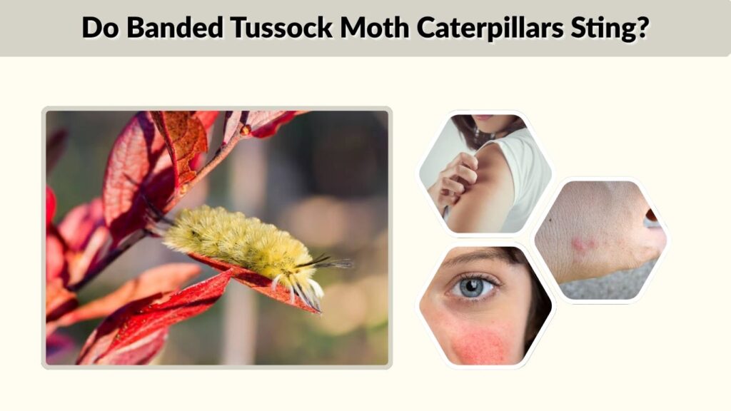 Do Banded Tussock Moth Caterpillars Sting?