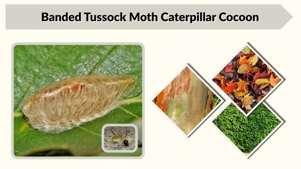 Banded Tussock Moth Caterpillar Cocoon