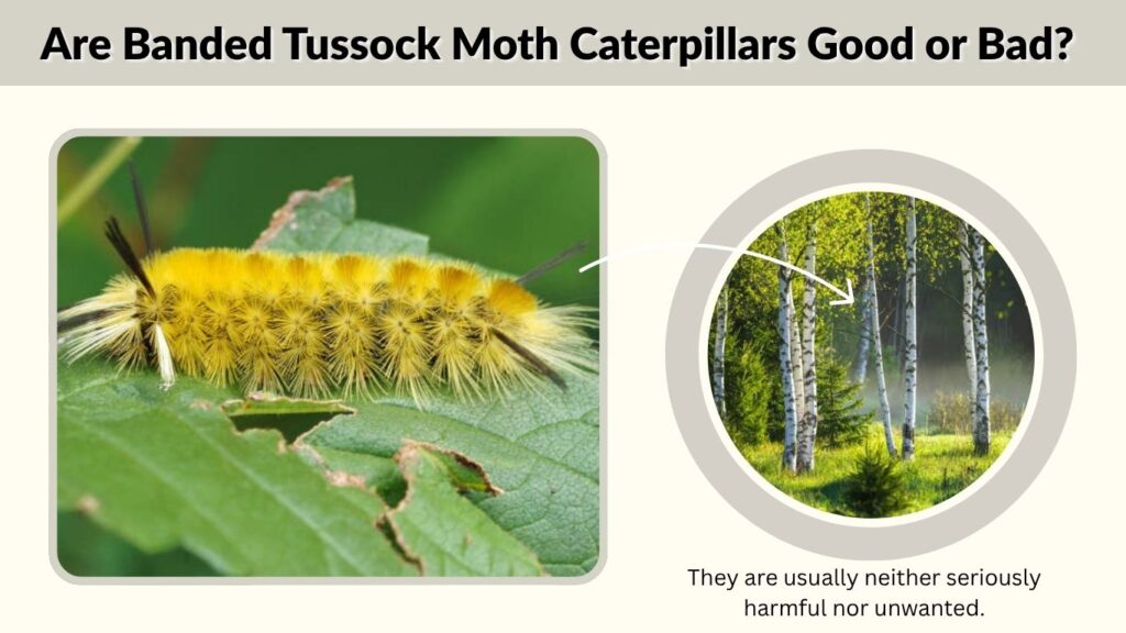 Are Banded Tussock Moth Caterpillars Good or Bad?