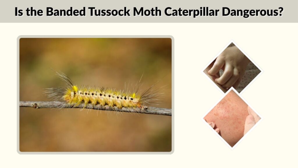 Is the Banded Tussock Moth Caterpillar Dangerous?