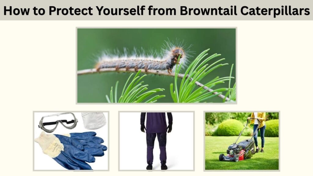 How to Protect Yourself from Browntail Caterpillars